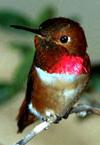 Rufous Hummingbird